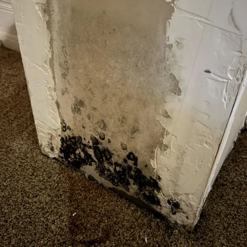 Professional Mold Removal in Union Hall, VA